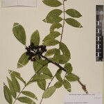 Zanthoxylum oxyphyllum Anders