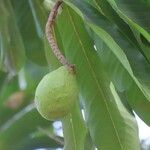 Moquilea platypus Fruit