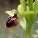 Ophrys virescens Fula