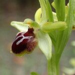 Ophrys virescens Blomma