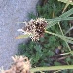 Carex foetida Flower