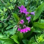 Primula parryi Fiore