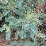 Acacia dealbataᱥᱟᱠᱟᱢ