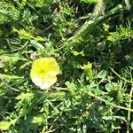 Oenothera triloba Flower