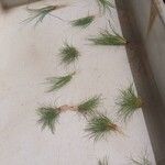 Eleocharis parvula Hoja