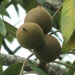 Juglans australis Φρούτο