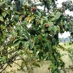 Cotoneaster bullatus Natur