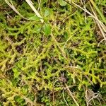 Selaginella helvetica Leaf