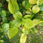 Citrus hystrix 葉