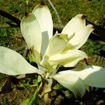 Magnolia tripetala Flors