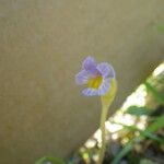 Orobanche uniflora Кветка