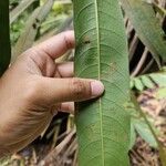 Mangifera subsessilifolia Folha