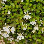 Lobelia angulata Flor