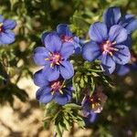 Lysimachia monelli फूल