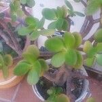 Aeonium sedifoliumOther