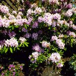 Rhododendron ponticum 整株植物