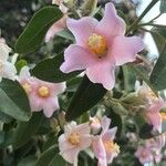 Lagunaria patersonia ᱵᱟᱦᱟ