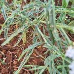 Heliotropium longiflorum पत्ता