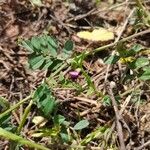 Vicia segetalis Lapas