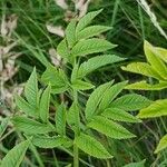 Angelica atropurpurea Leaf