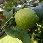 Citrus × limon Fruitua
