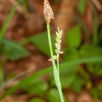 Carex pilosa Meyve