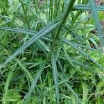 Campanula persicifolia Blatt