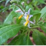 Solanum bahamense Muu