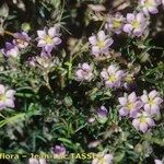 Spergularia rubra Flor