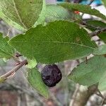 Prunus maritima Gyümölcs