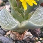 Lithops helmutii Foglia