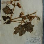 Clematis grewiiflora अन्य