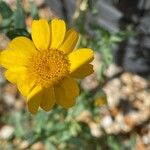 Glebionis segetum Flower