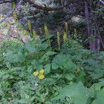 Ligularia fischeri Habit