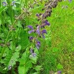 Salvia pratensis Blomst