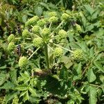 Angelica triquinata Maua