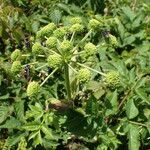 Angelica triquinata Blüte