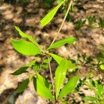 Quercus laurifolia Blad