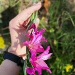 Gladiolus italicus Virág