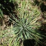 Yucca angustissima Leaf