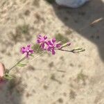 Silene scabriflora Flower