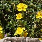 Helianthemum nummulariumFlower