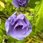 Hibiscus syriacus Blomma