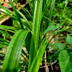 Pandanus purpurascens Hoja