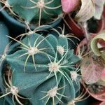 Echinocactus texensis 葉