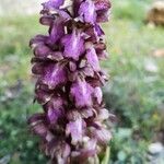 Himantoglossum robertianum Flor