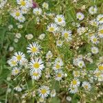 Erigeron strigosusफूल