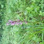 Anacamptis palustris Flower