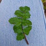 Pimpinella saxifragaFolla