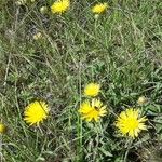 Inula montana花